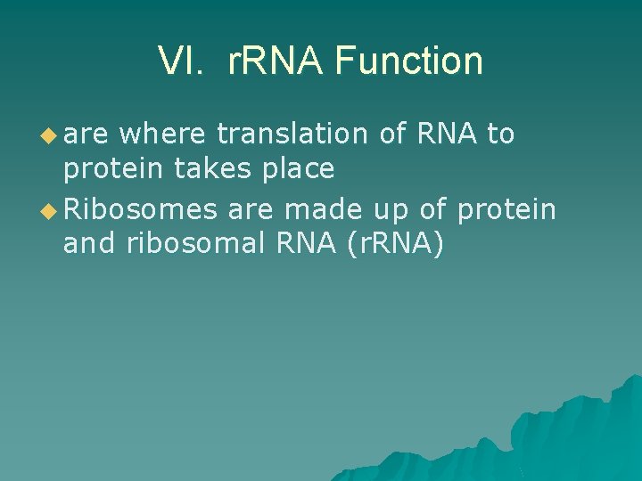 VI. r. RNA Function u are where translation of RNA to protein takes place