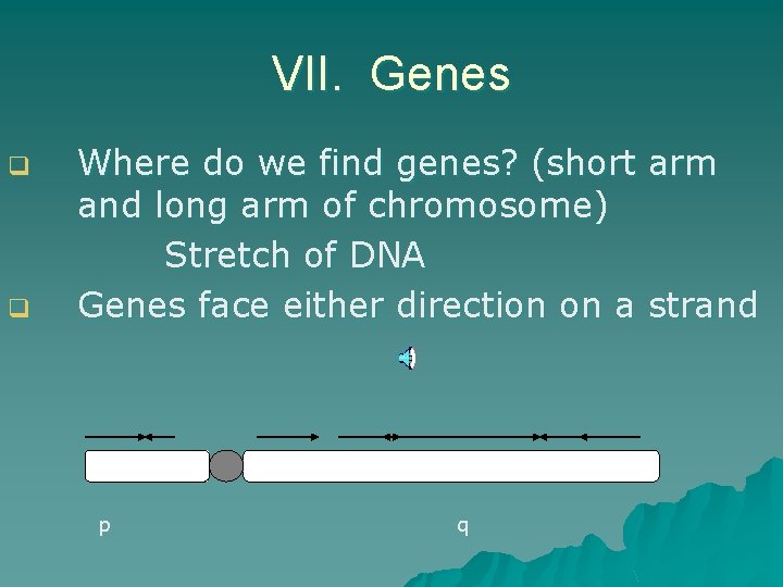 VII. Genes q q Where do we find genes? (short arm and long arm