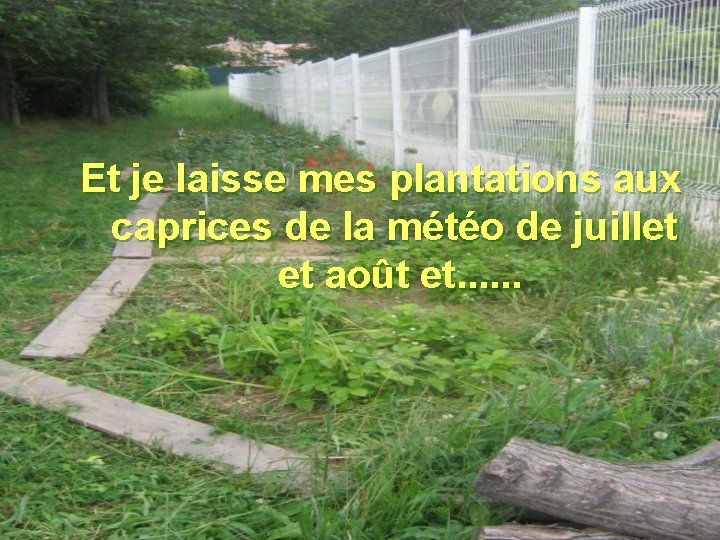 Et je laisse mes plantations aux caprices de la météo de juillet et août