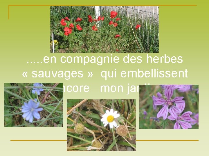 . . . en compagnie des herbes « sauvages » qui embellissent encore mon