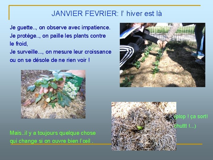JANVIER FEVRIER: l’ hiver est là Je guette. . , on observe avec impatience.