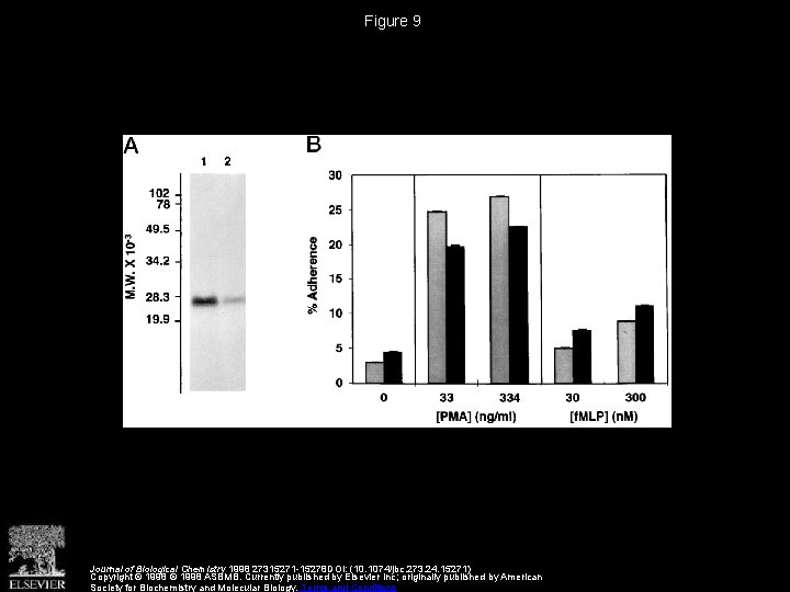 Figure 9 Journal of Biological Chemistry 1998 27315271 -15278 DOI: (10. 1074/jbc. 273. 24.
