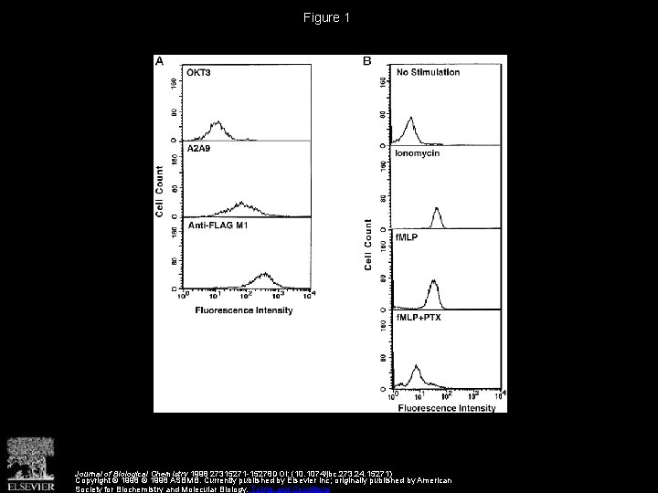 Figure 1 Journal of Biological Chemistry 1998 27315271 -15278 DOI: (10. 1074/jbc. 273. 24.