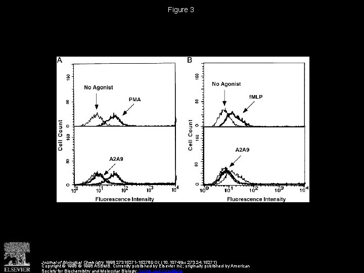 Figure 3 Journal of Biological Chemistry 1998 27315271 -15278 DOI: (10. 1074/jbc. 273. 24.