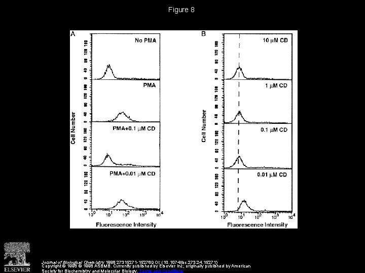 Figure 8 Journal of Biological Chemistry 1998 27315271 -15278 DOI: (10. 1074/jbc. 273. 24.