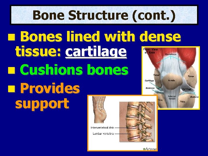 Bone Structure (cont. ) Bones lined with dense tissue: cartilage Cushions bones Provides support