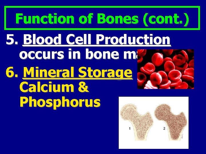 Function of Bones (cont. ) 5. Blood Cell Production occurs in bone marrow 6.