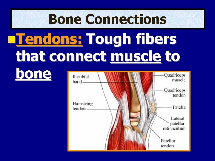 Bone Connections Tendons: Tough fibers that connect muscle to bone 