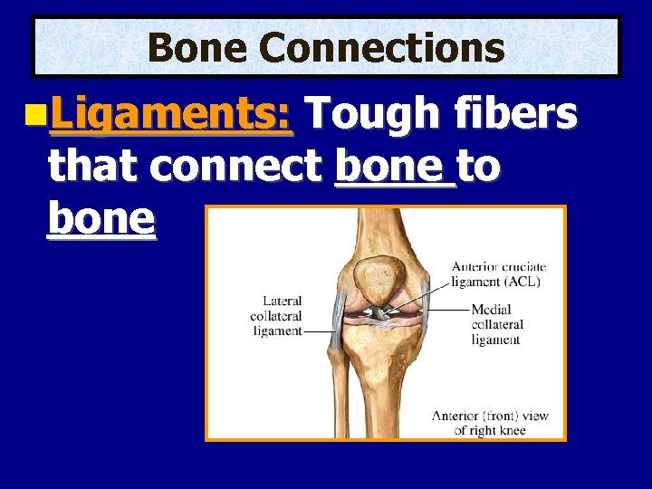 Bone Connections Ligaments: Tough fibers that connect bone to bone 
