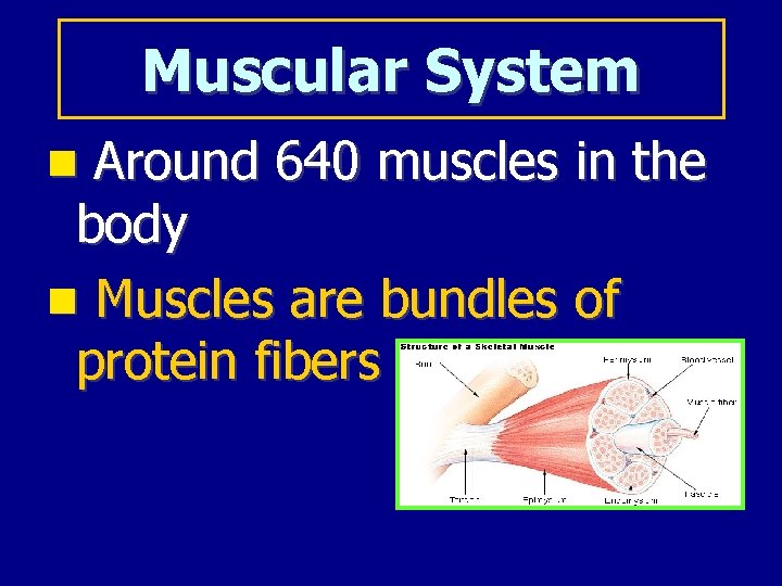 Muscular System Around 640 muscles in the body Muscles are bundles of protein fibers