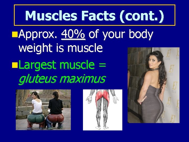 Muscles Facts (cont. ) Approx. 40% of your body weight is muscle Largest muscle