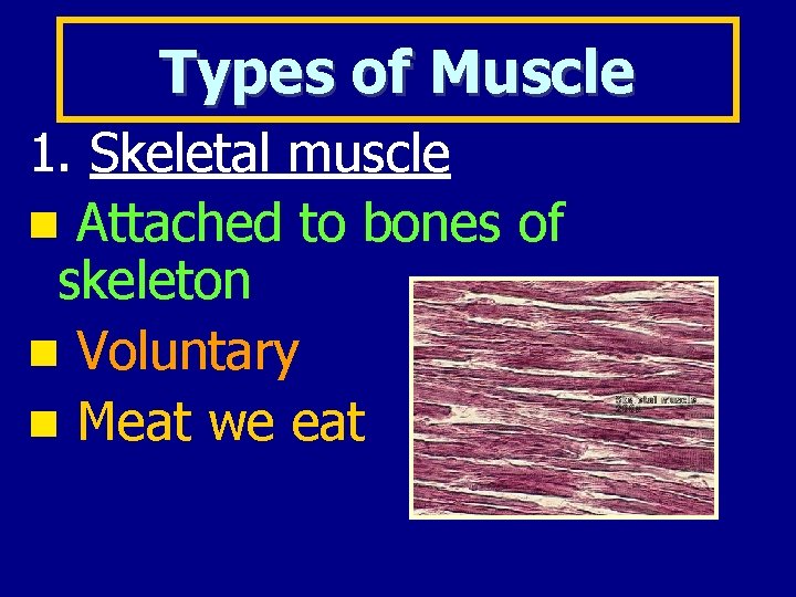 Types of Muscle 1. Skeletal muscle Attached to bones of skeleton Voluntary Meat we