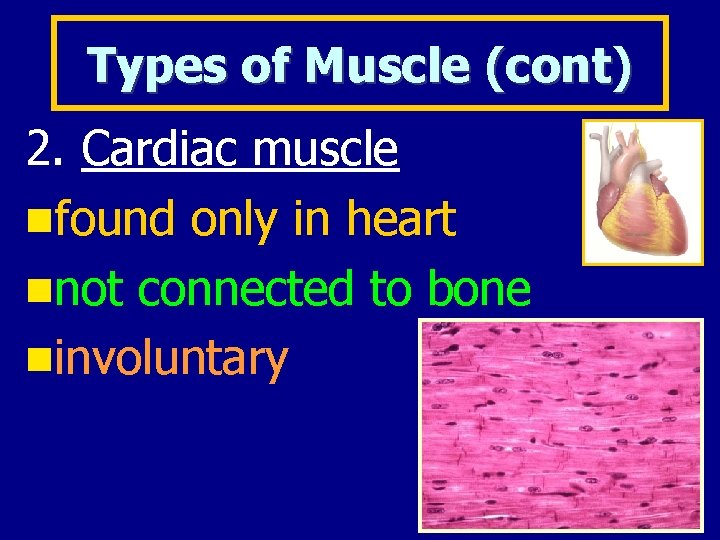 Types of Muscle (cont) 2. Cardiac muscle found only in heart not connected to