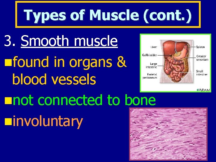 Types of Muscle (cont. ) 3. Smooth muscle found in organs & blood vessels