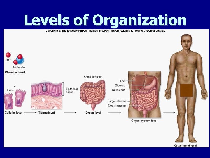 Levels of Organization 