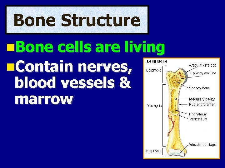 Bone Structure Bone cells are living Contain nerves, blood vessels & marrow 