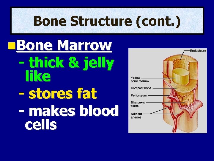 Bone Structure (cont. ) Bone Marrow - thick & jelly like - stores fat