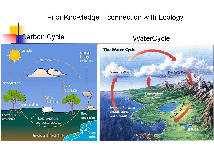 Prior Knowledge – connection with Ecology Carbon Cycle Water. Cycle 