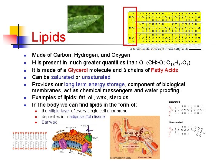 Lipids n n n n Made of Carbon, Hydrogen, and Oxygen H is present