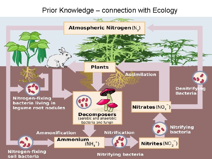 Prior Knowledge – connection with Ecology 