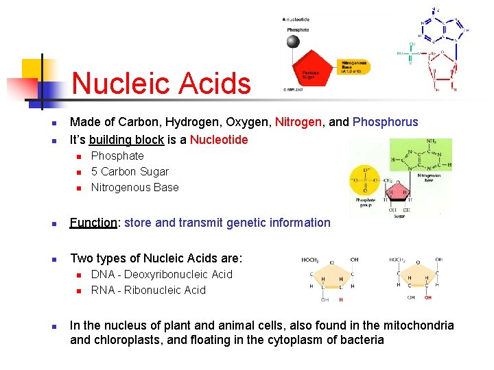 Nucleic Acids n n Made of Carbon, Hydrogen, Oxygen, Nitrogen, and Phosphorus It’s building