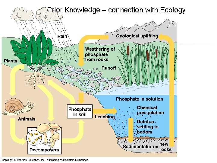 Prior Knowledge – connection with Ecology 
