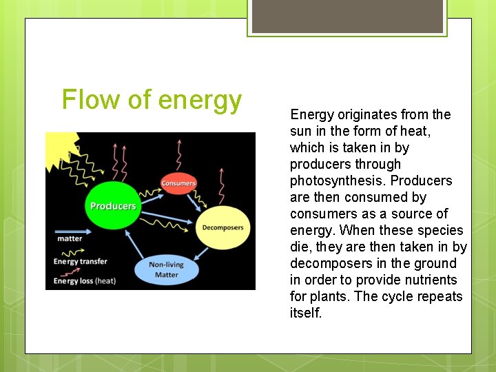 Flow of energy Energy originates from the sun in the form of heat, which