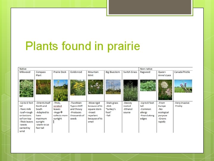 Plants found in prairie 