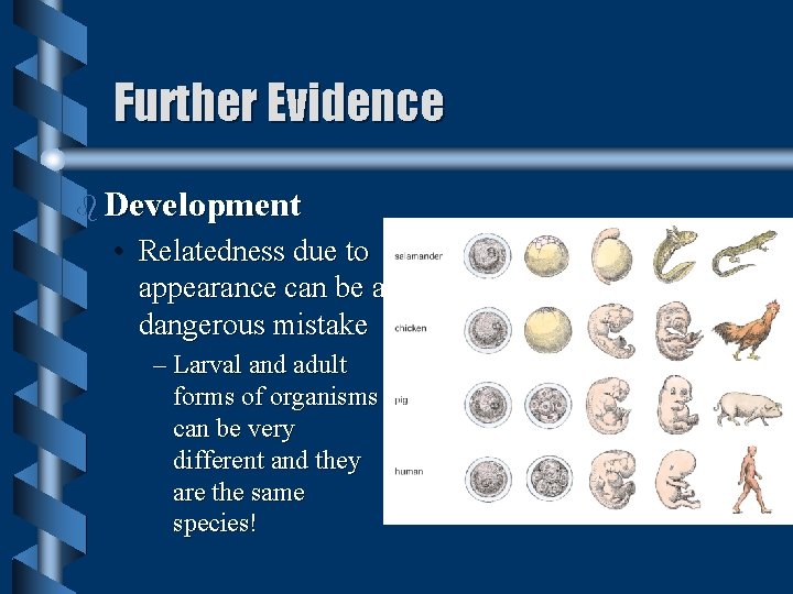 Further Evidence b Development • Relatedness due to appearance can be a dangerous mistake