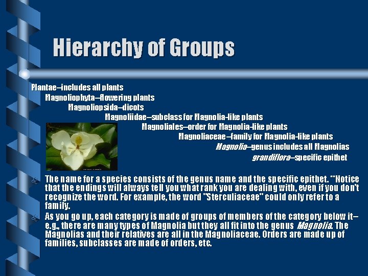 Hierarchy of Groups Plantae--includes all plants Magnoliophyta--flowering plants Magnoliopsida--dicots Magnoliidae--subclass for Magnolia-like plants Magnoliales--order