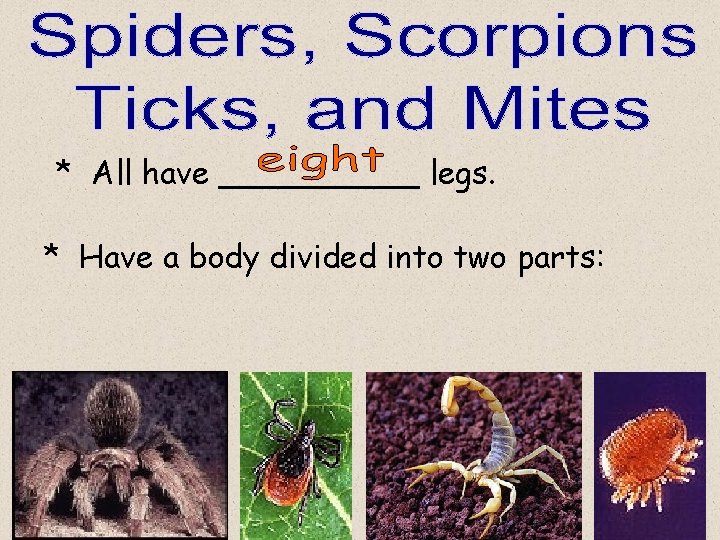 * All have _____ legs. * Have a body divided into two parts: 