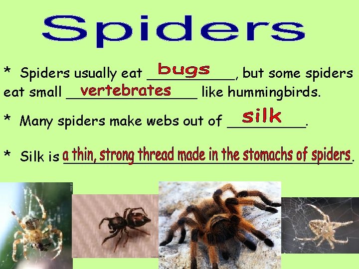 * Spiders usually eat _____, but some spiders eat small ________ like hummingbirds. *