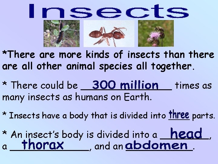 *There are more kinds of insects than there all other animal species all together.