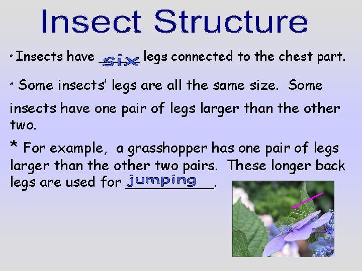 * Insects have _____ legs connected to the chest part. * Some insects’ legs