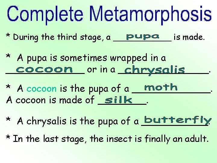 * During the third stage, a ______ is made. * A pupa is sometimes
