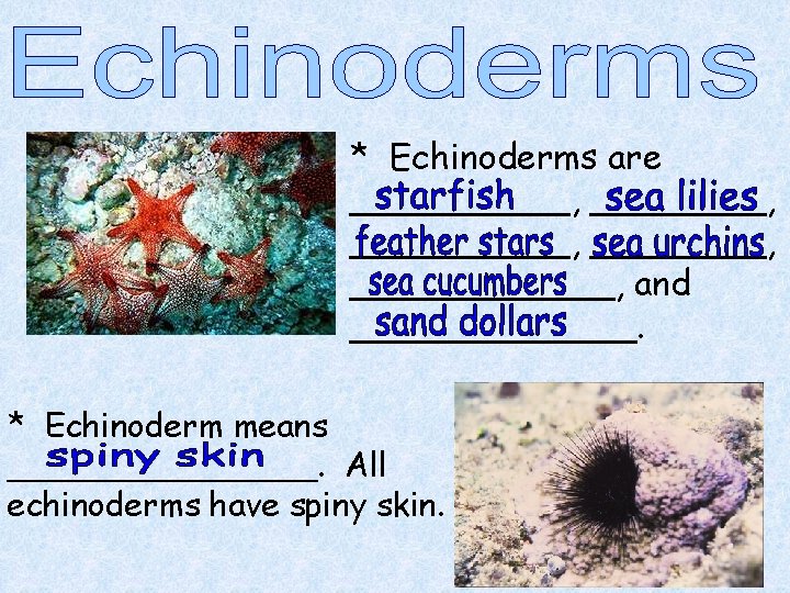 * Echinoderms are __________, ______, and _______. * Echinoderm means ________. All echinoderms have