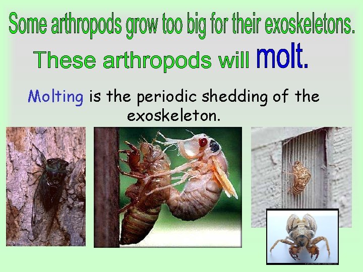 Molting is the periodic shedding of the exoskeleton. 