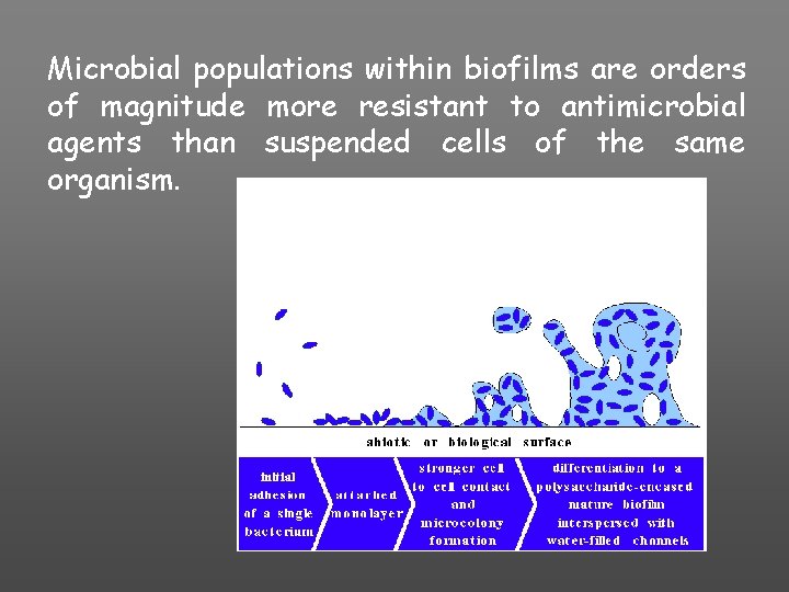 Microbial populations within biofilms are orders of magnitude more resistant to antimicrobial agents than