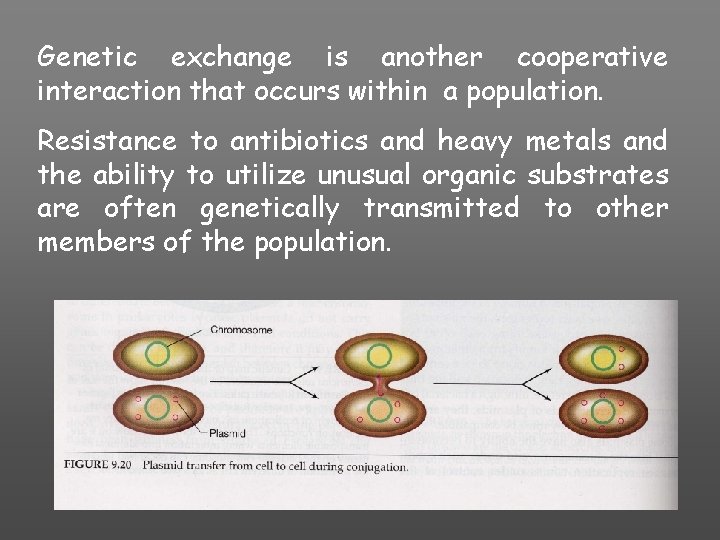 Genetic exchange is another cooperative interaction that occurs within a population. Resistance to antibiotics