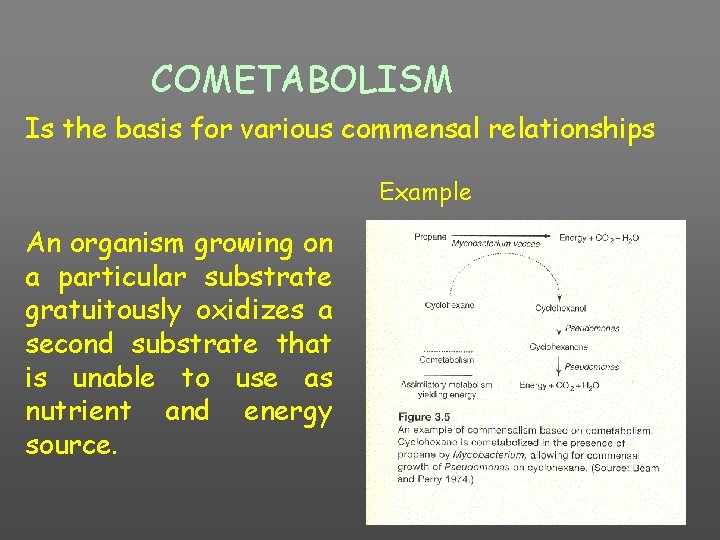 COMETABOLISM Is the basis for various commensal relationships Example An organism growing on a
