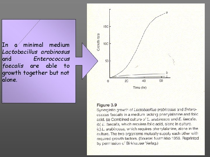 In a minimal medium Lactobacillus arabinosus and Enterococcus faecalis are able to growth together