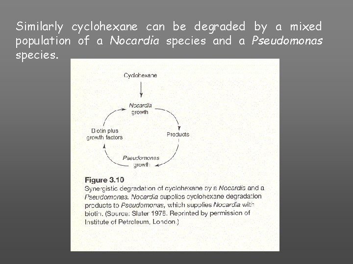 Similarly cyclohexane can be degraded by a mixed population of a Nocardia species and
