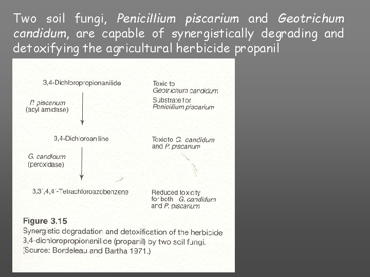 Two soil fungi, Penicillium piscarium and Geotrichum candidum, are capable of synergistically degrading and