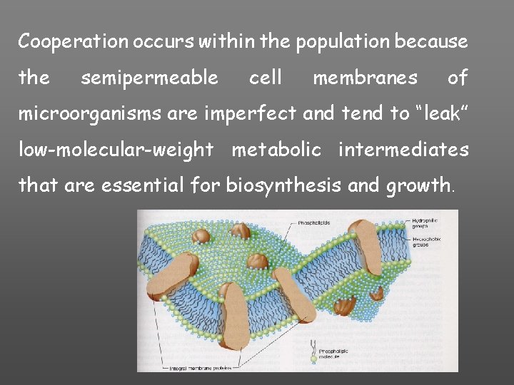 Cooperation occurs within the population because the semipermeable cell membranes of microorganisms are imperfect