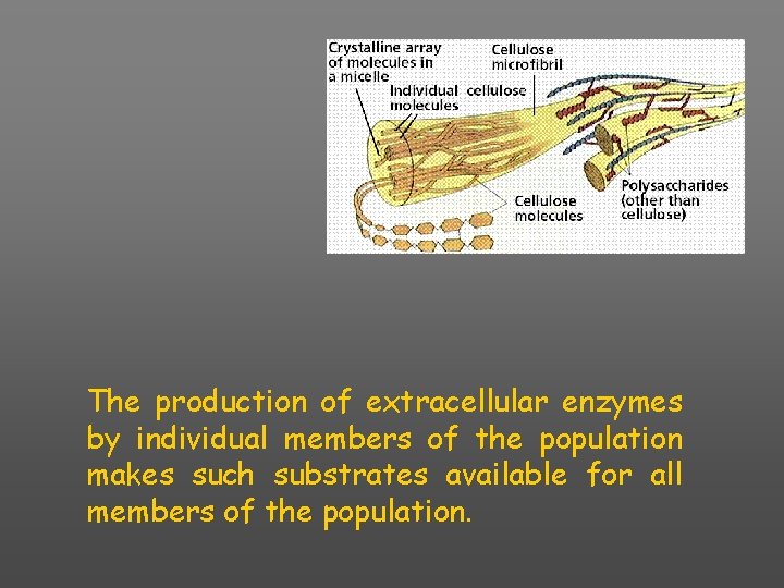 The production of extracellular enzymes by individual members of the population makes such substrates