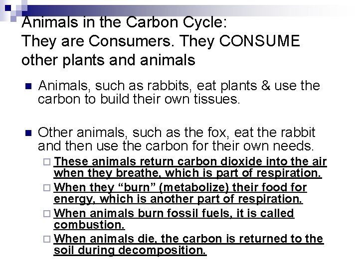Animals in the Carbon Cycle: They are Consumers. They CONSUME other plants and animals