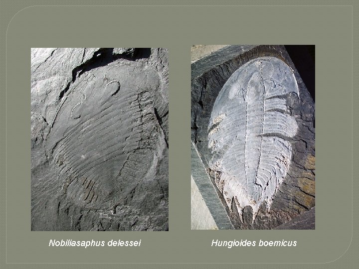 Nobiliasaphus delessei Hungioides boemicus 