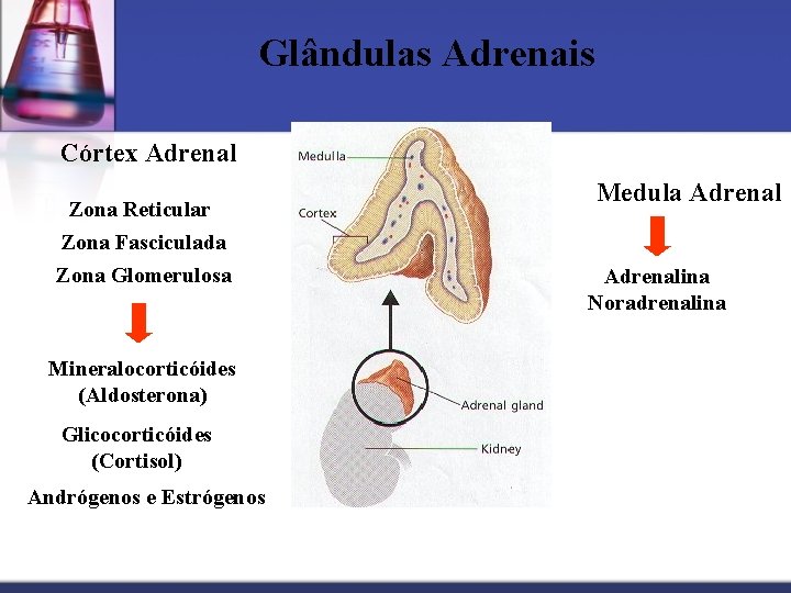 Glândulas Adrenais Córtex Adrenal Zona Reticular Zona Fasciculada Zona Glomerulosa Mineralocorticóides (Aldosterona) Glicocorticóides (Cortisol)