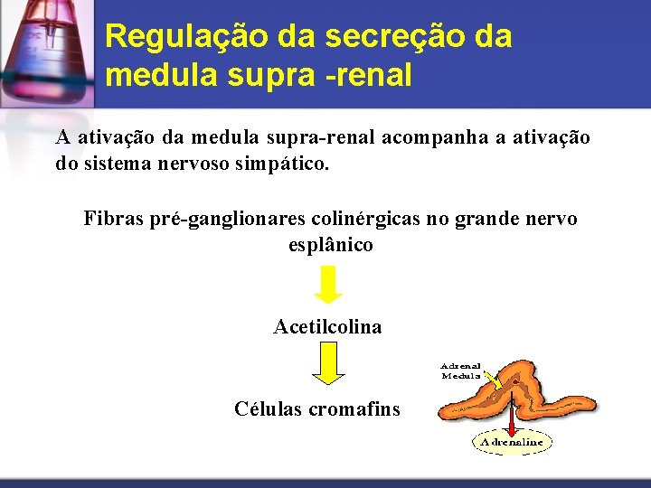 Regulação da secreção da medula supra -renal A ativação da medula supra-renal acompanha a