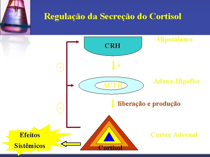 Regulação da Secreção do Cortisol CRH - + ACTH - Adeno-Hipófise +liberação e produção